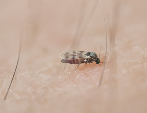 Black fly sucking blood on human arm.