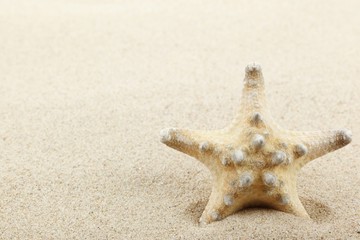 Starfish on sand beach