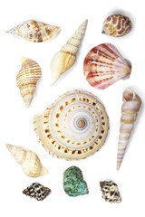Seashells collection