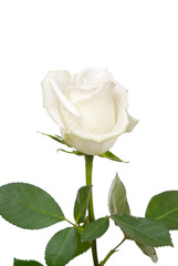 Obraz premium The white rose on white
