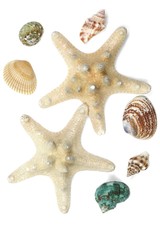 Seashells collection