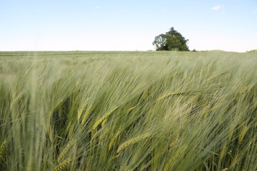 Tree in barley field.
