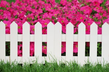 flower and fence