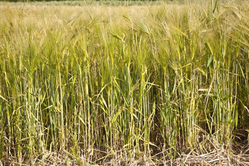 spica of wheat in corn field