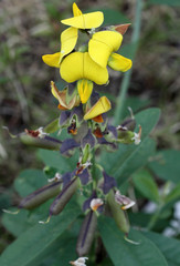 fleurs pois rond marron, cascavelle jaune, crotalaria refusa