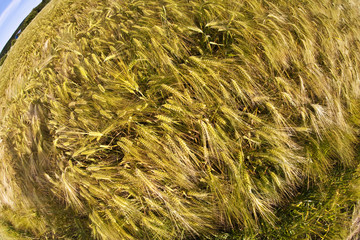 spica of wheat in corn field