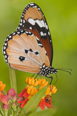 Fototapeta na wymiar ladybug and butterfly macro close up
