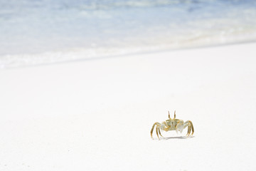 Horned Ghost Crab