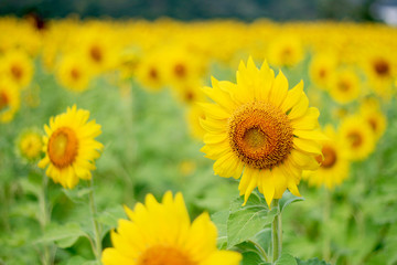 Sunflower Field