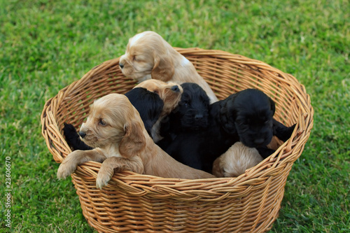 Cesto Di Cuccioli Di Cocker Spaniel Stock Photo And Royalty Free