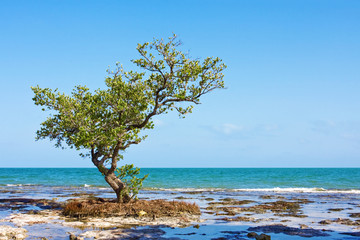 Fototapeta na wymiar Samotne drzewo Mangrove