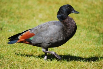 Paradieskasarka Männlein 2