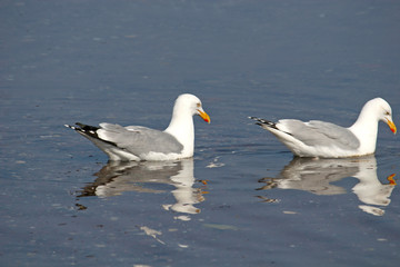 seagulls in reflection