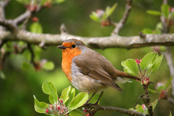 robin