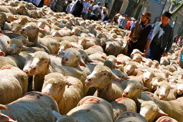 Fototapeta premium moutons4