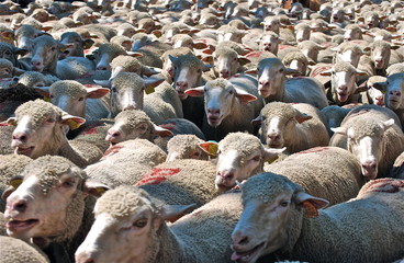 Fototapeta premium moutons 3