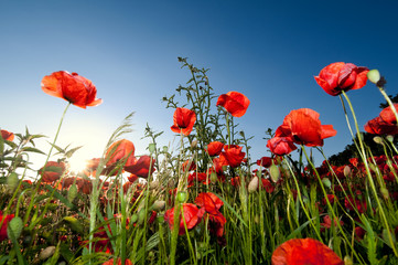 Poppy field