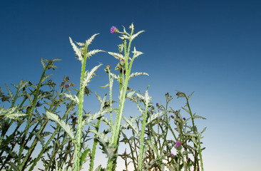 thistle flower