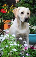 Lovely labrador amongst the flowers