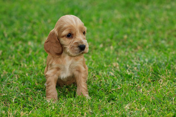 cucciolo di Cocker Spaniel