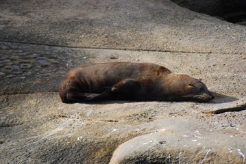 Obraz premium Seehund