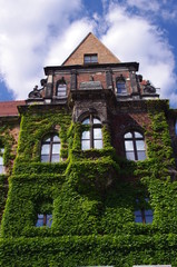 Renesansowy budynek miejski obrośnięty bluszczem © bnorbert3