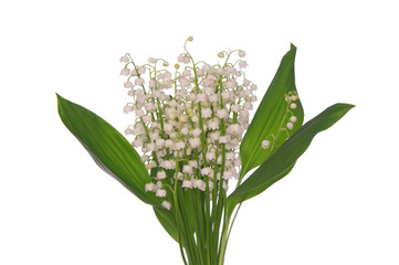 lily of the valley