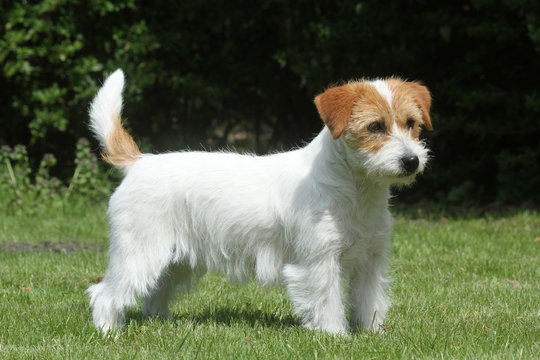 jack russell terrier de profil Stock Photo | Adobe Stock