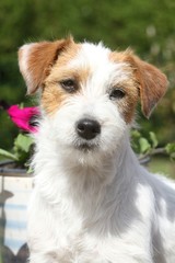 portrait de jack russell terrier
