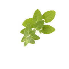 Lemon balm (Melissa officinalis) twig