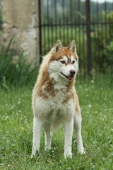 siberian husky dans le parc de la maison