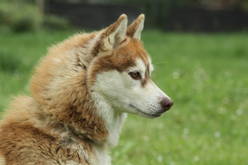 nice head of a siberian husky