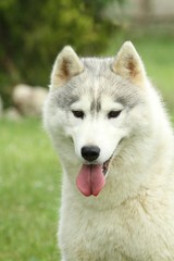 regard franc du chien de traineau