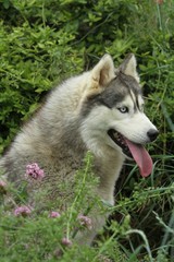 tête du husky sibérien émergeant des fougères