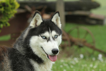 siberian husky