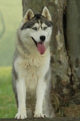 allure de loup d'un siberian husky