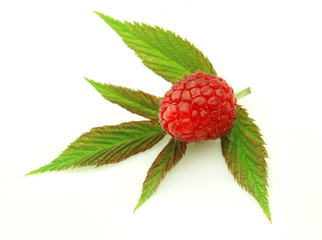 Ripe raspberry