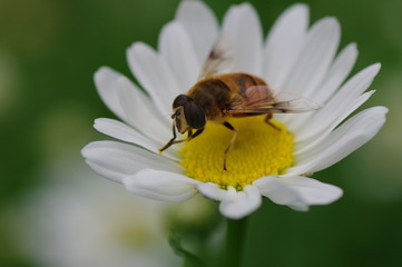 花と蜂