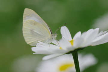 Small Cabbage White