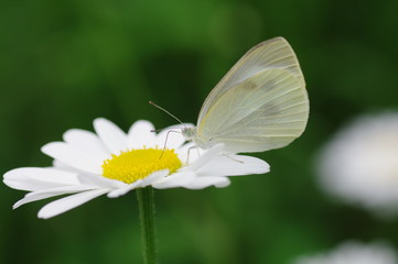 モンシロチョウ　－Pieris rapae－