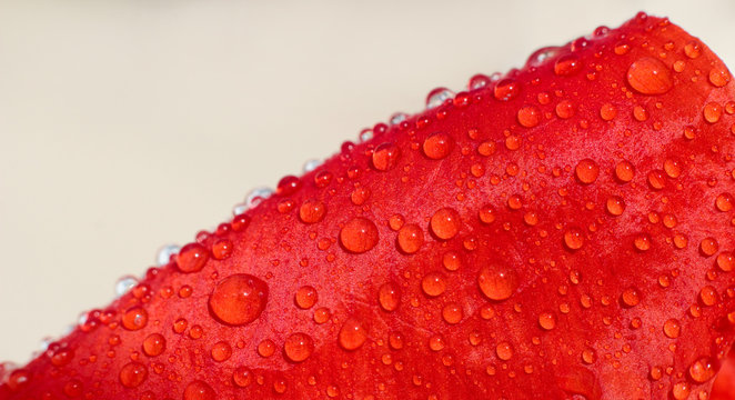 gouttes sur une feuille dde coquelicot