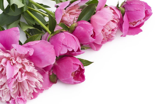 Bouquet of pink peonies on a white table