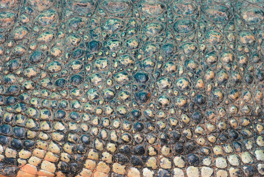 crocodile skin detail texture
