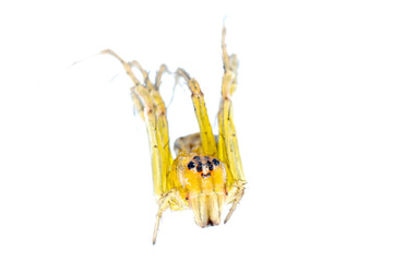 yellow spider macro isolated
