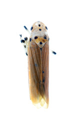 tiny insect leaf cicada macro isolated