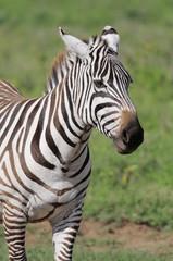 Fototapeta na wymiar Plains zebra (Equus quagga) at Masai Mara, Kenya