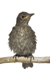 junger Star (Sturnus vulgaris)