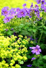 Lilaflower1