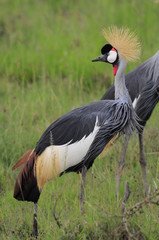 African Grey Crowned Crane at Nakuru Lake, Kenya