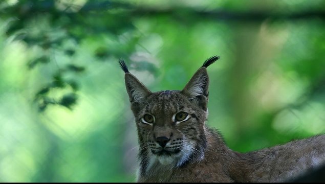 luchs